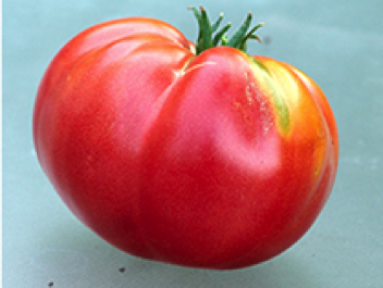 prudens purple heirloom tomato